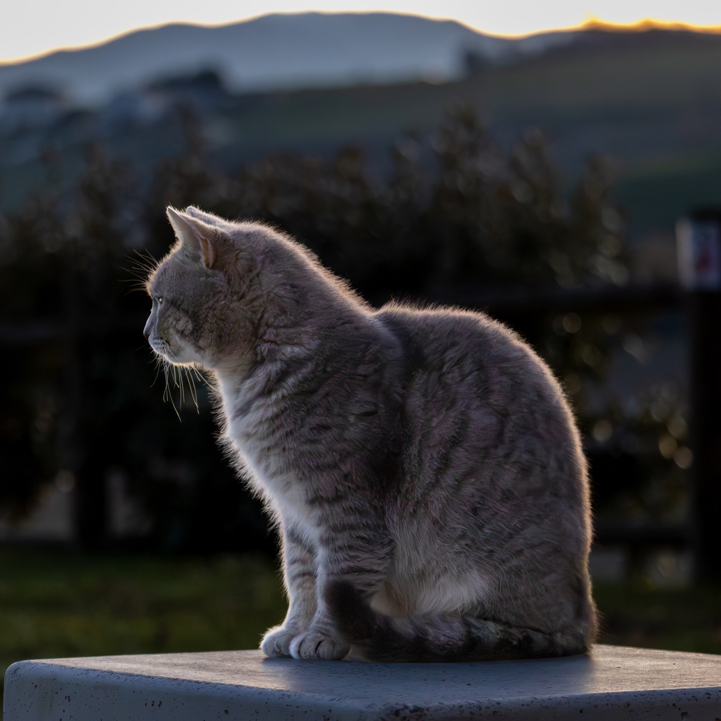 A cat sitting on a concrete wall at sunset, backlit by the last light